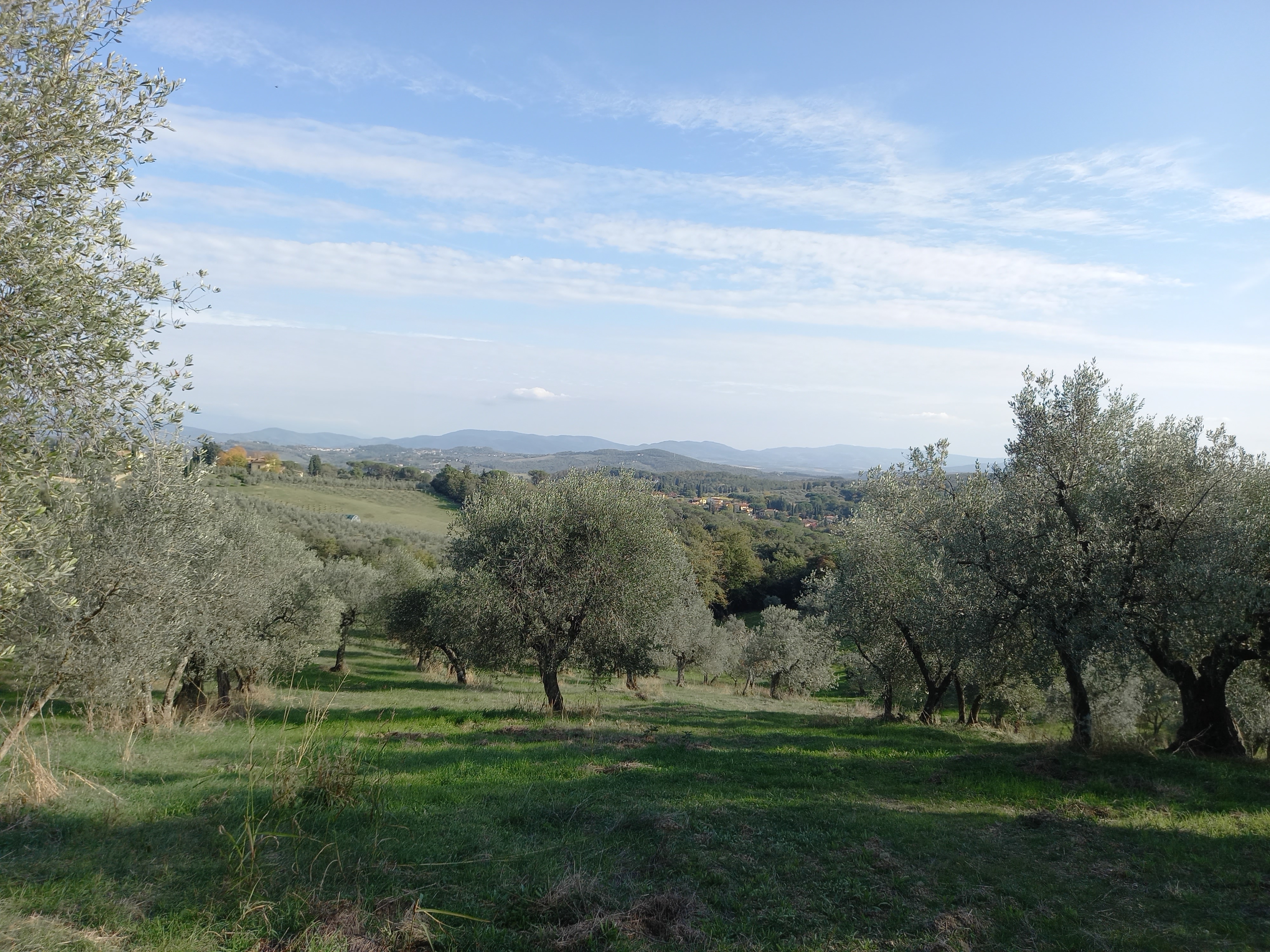 Vår olivlund i Toscana